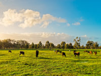 rural vista