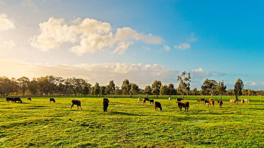 rural vista