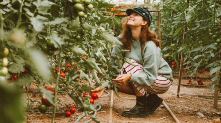 Smiling woman crouching down in front of tomato plants in a greenhouse.